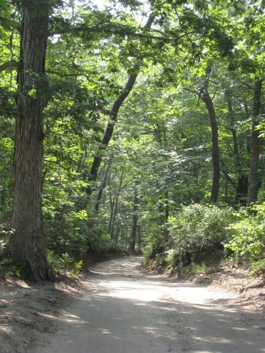 woods walk to the sea