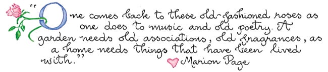 Old roses quote susan branch