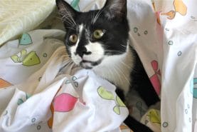 Jack is a big help during the folding of sheets