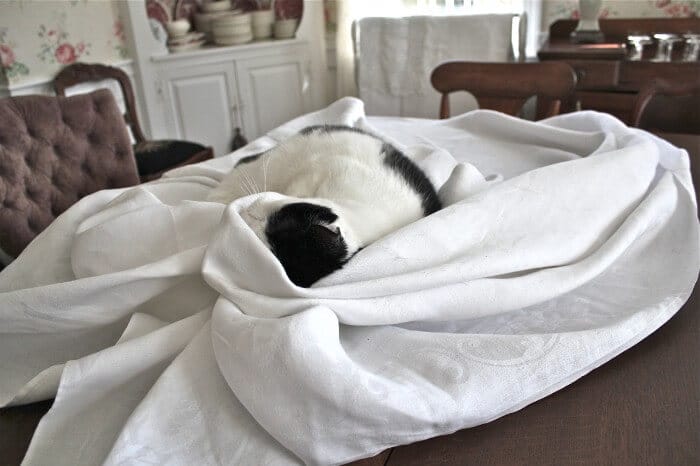 girl kitty gets ready to change the tablecloth