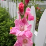 I'm glad for gladiolus