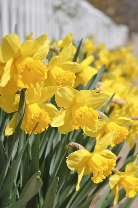 daffodils on the picket fence