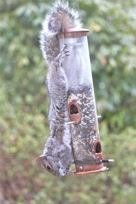 comfortably eating all the birdseed