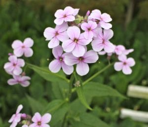 wildflower Dame's Rocket