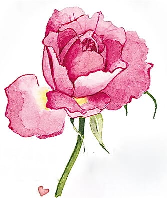 pink rose
