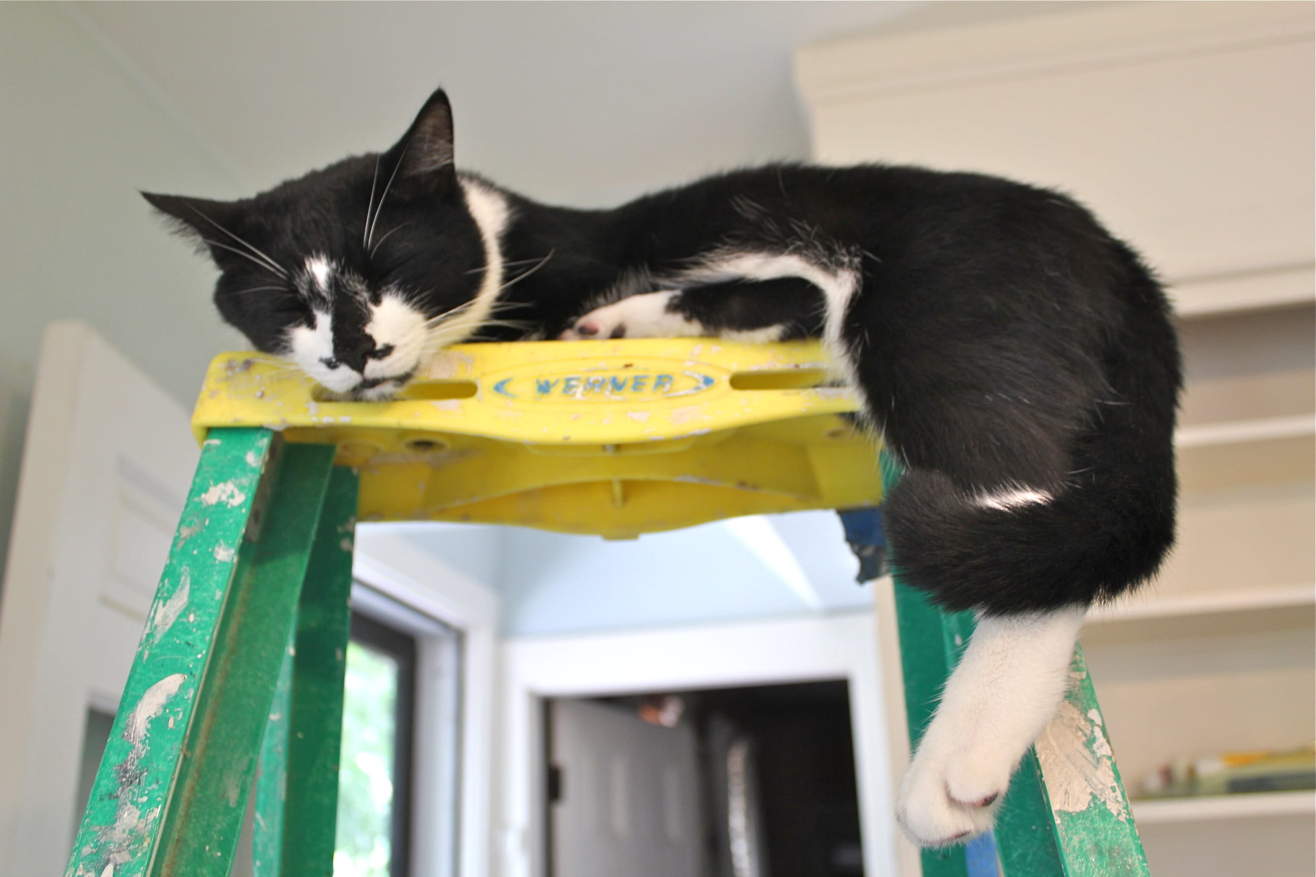 There's a Cat in the Kitchen!! | Susan Branch Blog