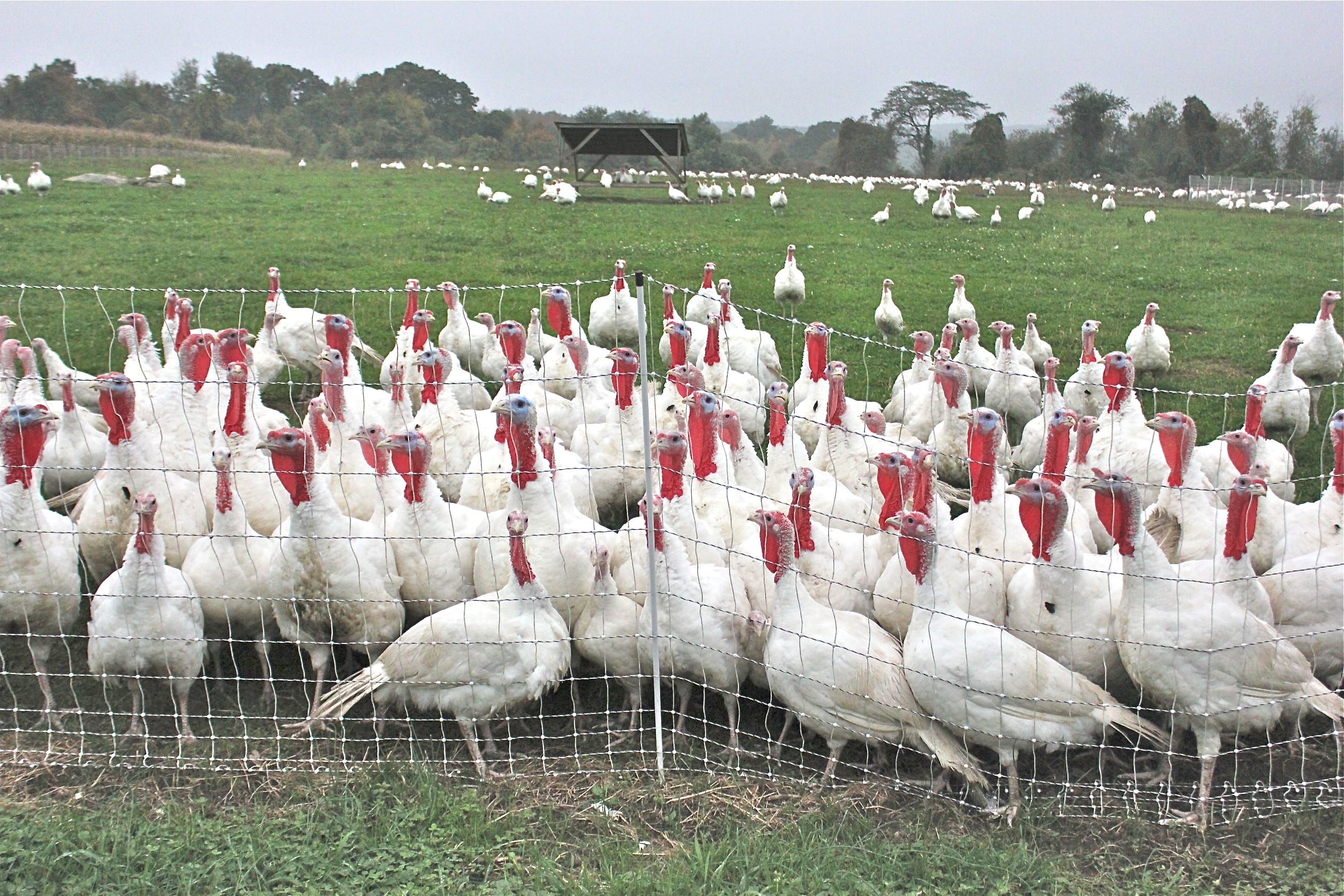 All white turkeys