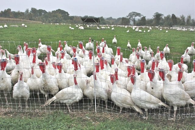 All white turkeys