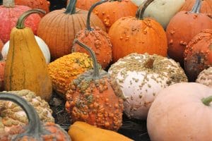 Warty pumpkins