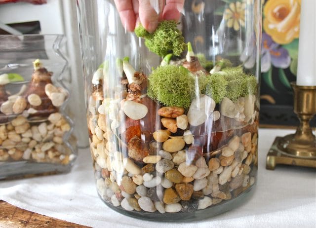 starting paper whites