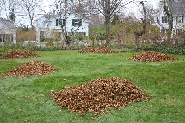 Raking leaves