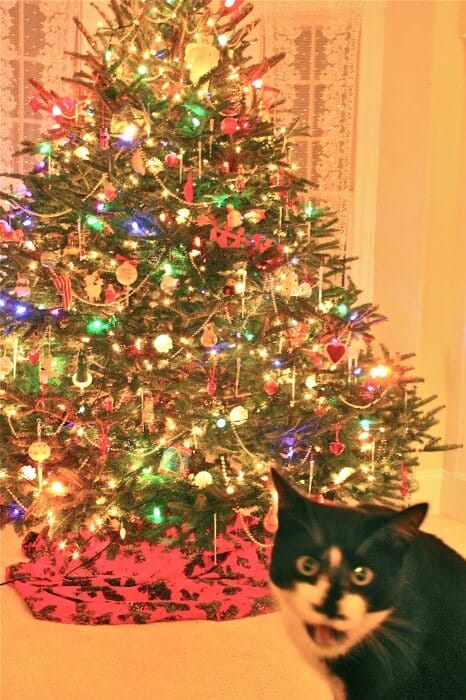 what Jack thinks of our decorating