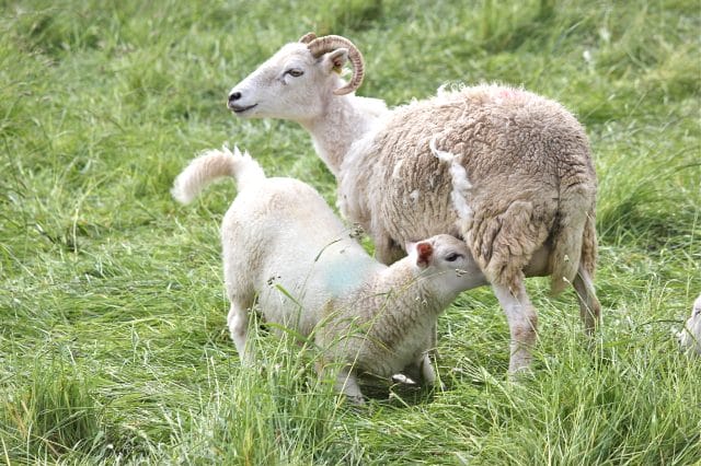 The waggingist tail in the world!