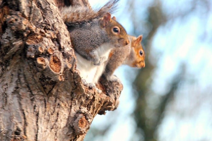 squirrels outside the bathroom window