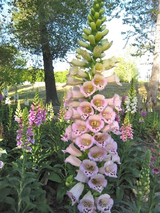 foxgloves