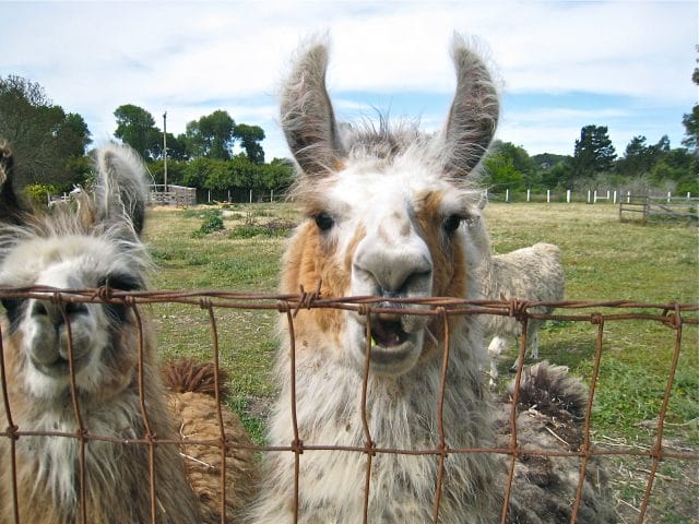 Llamas