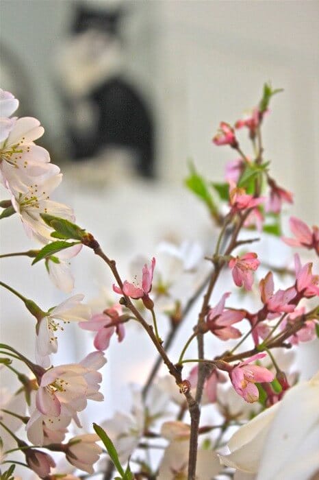 cherry blossoms up close and personal
