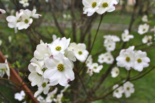 Blooming dogwood