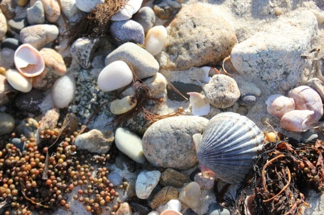 How to Clean Seashells After Your Beach Trip - 2 Bees in a Pod