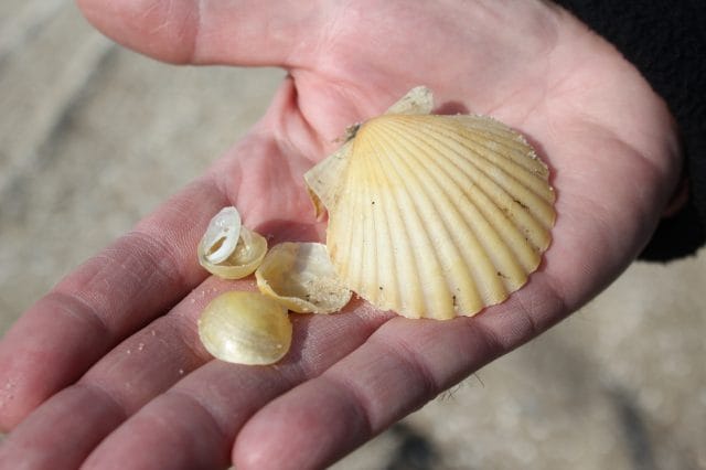 Set of 50 Beautiful Mexican Flat Scallops Shells Seashells (about 3) Beach  Wedding Nautical Crafts Coastal Decor 