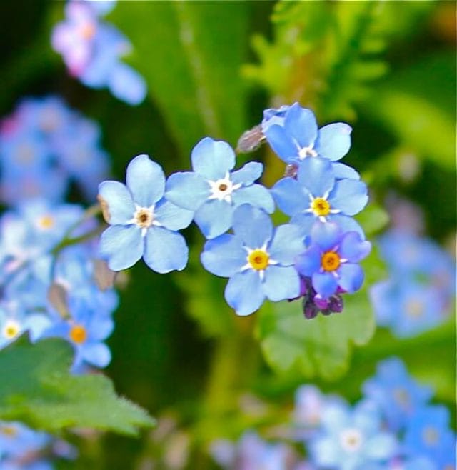 forget me nots