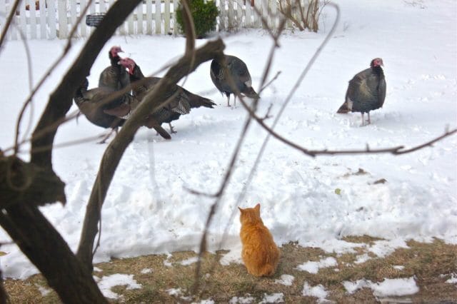 Turkey standoff