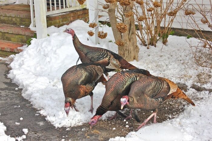 turkeys