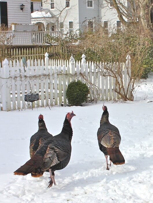 turkeys