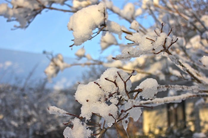 snowflowers