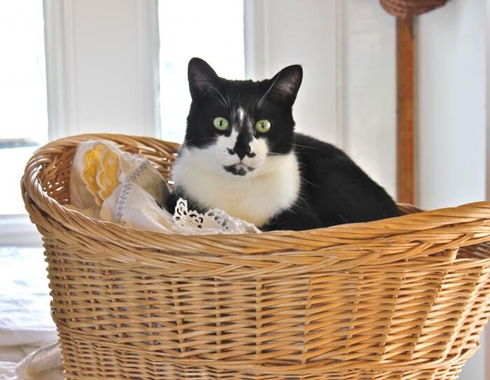 jack in the basket