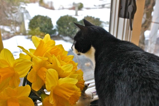 Jack and daffodils