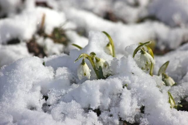 snowdrops