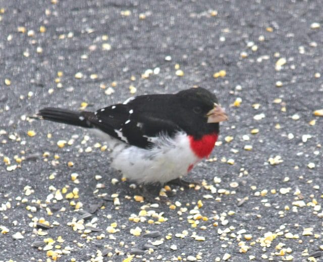 spring birdies in the driveway