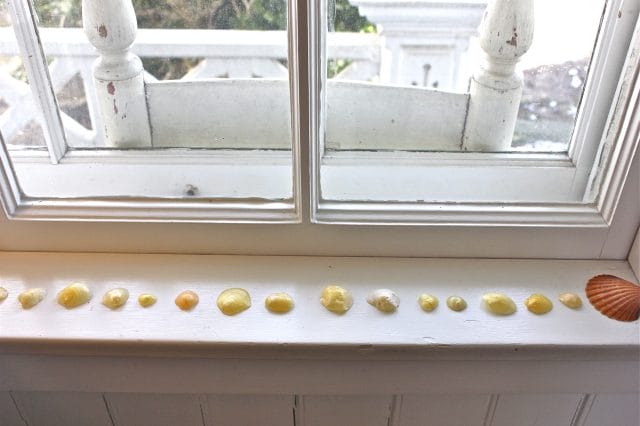 yellow shells