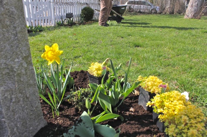 daffodils