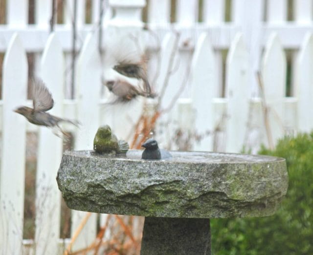 bird bath