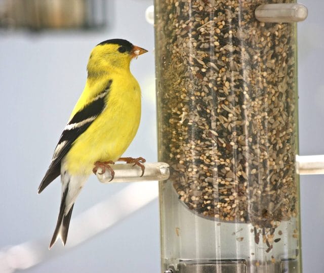 Goldfinch