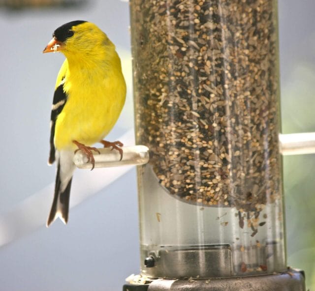 Goldfinch