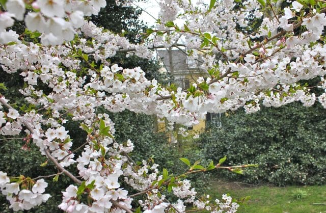 cherry tree in bloom