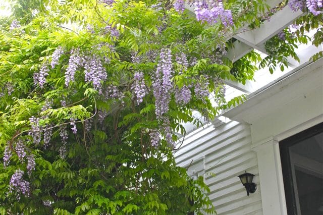 wisteria