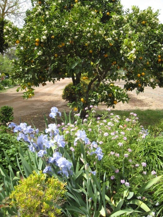 orange tree