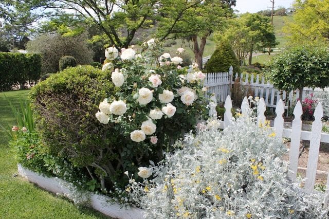 roses in california