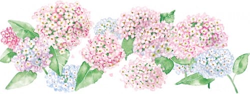 hydrangea border