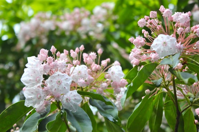 Mountain Laurel