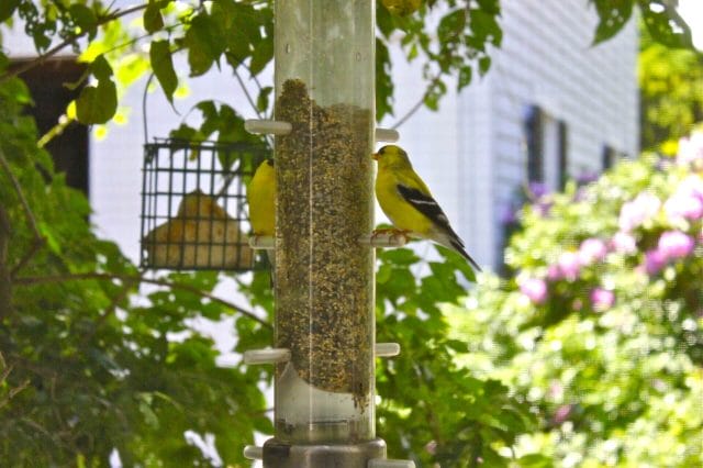 Goldfinches