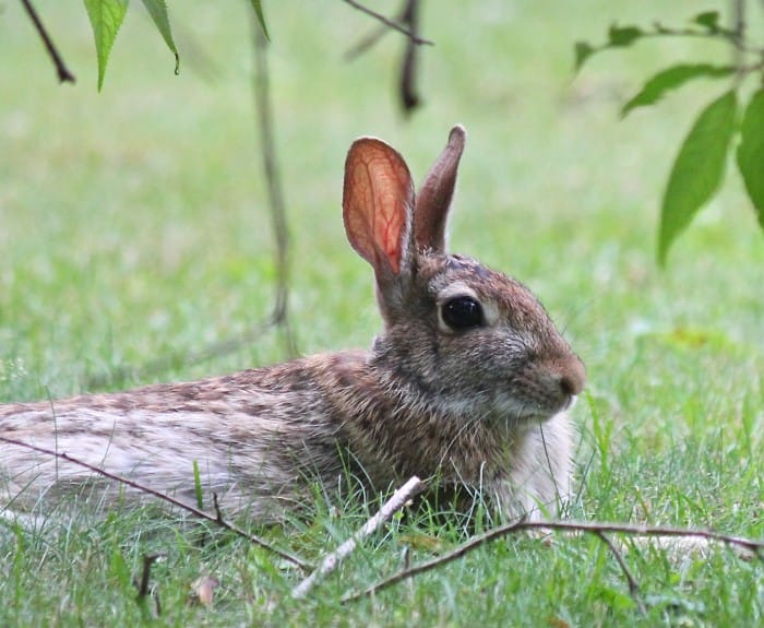 Bun-bun in the garden