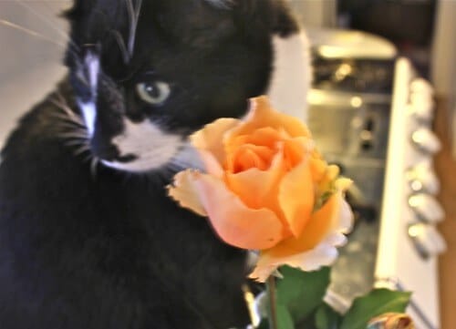 Just Joey and Just Jack