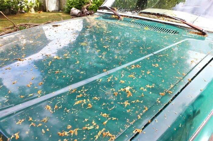 linden blossoms on car