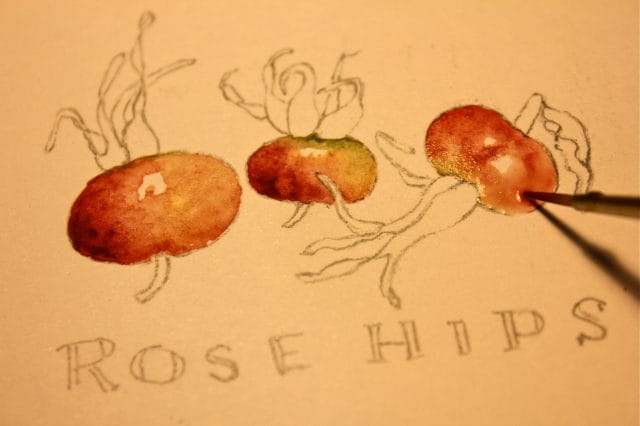 painting rosehips