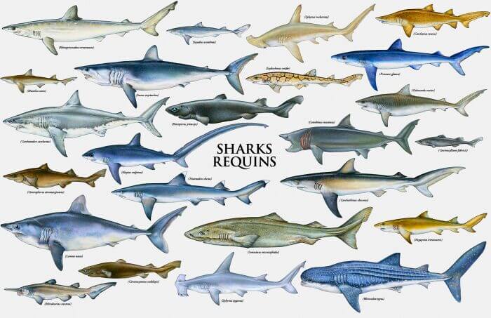 sharks